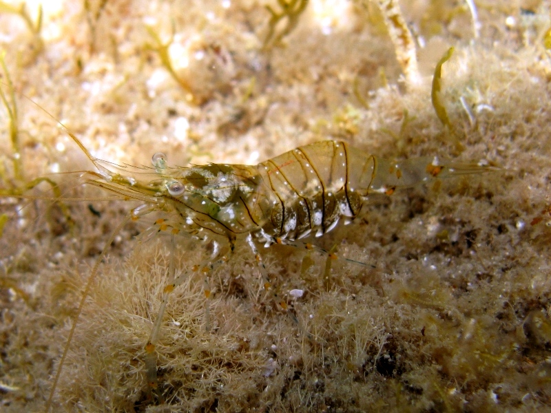 Differenze tra Palaemon serratus e Palaemon elegans